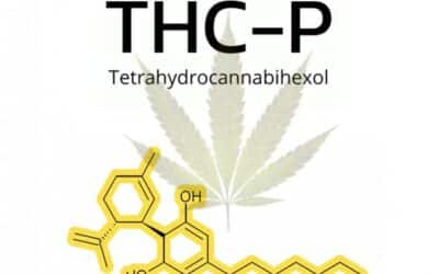 Introduction sur le THC-P
